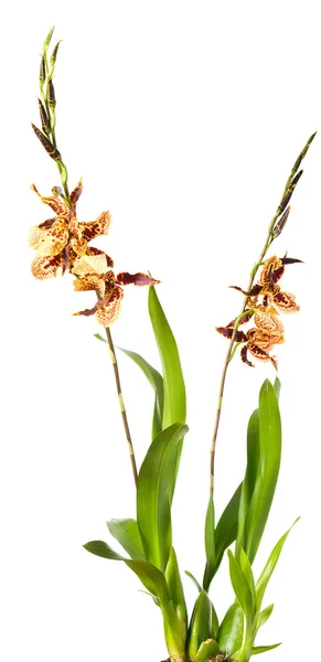 Орхидея на белом фоне  . — стоковое фото