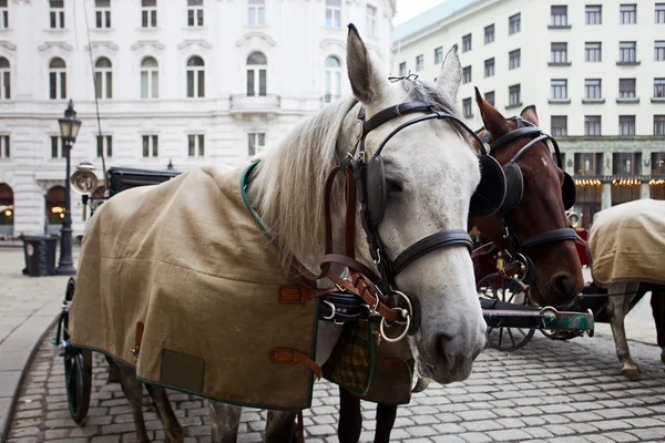 Hästar i Wien. Stockfoto