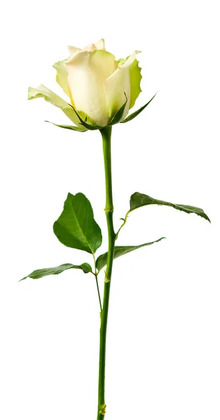 Bílá růže . — Stock fotografie
