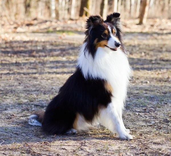 stock image Border Collie