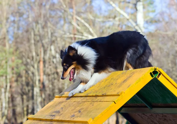 Collie fronterizo — Foto de Stock