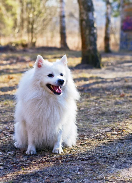 stock image The spitz-dog