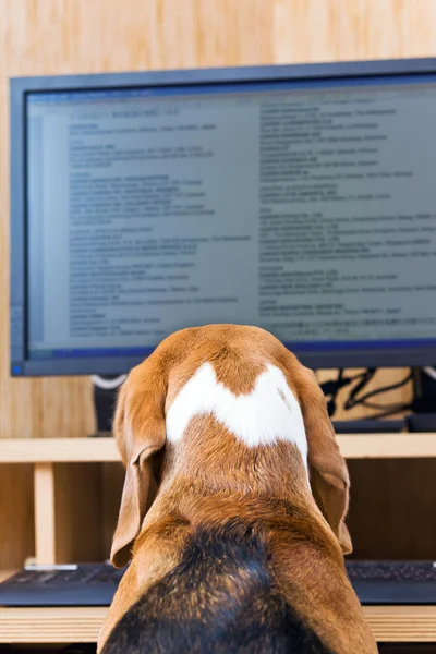 Cão sentado na frente do computador . — Fotografia de Stock