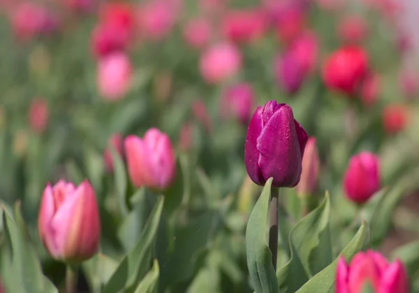 Red tulips in garden — Stock Photo, Image