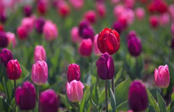 Tulipani rossi in giardino — Foto Stock