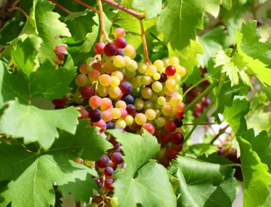 Unripe grapes in the garden clipart