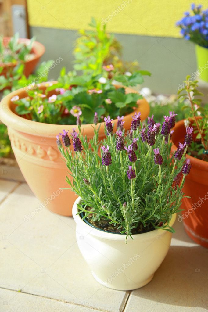 Small Roof Garten Stock Photo C Brebca 8586485