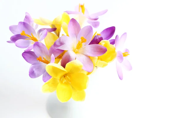 Tavaszi virágok fehér háttér — Stock Fotó