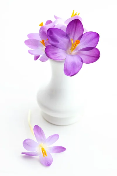 Fialové crosus v váza pro jaro — Stock fotografie