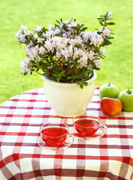 Chá servido no jardim — Fotografia de Stock