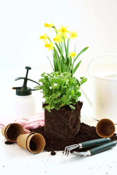 Planting — Stock Photo, Image