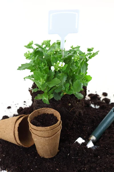 Plantering — Stockfoto