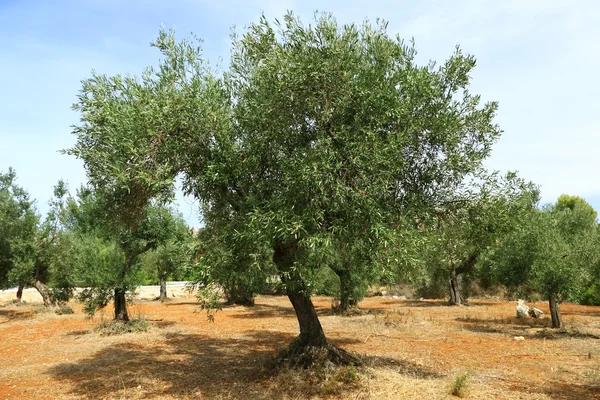 Olive tree on red soil