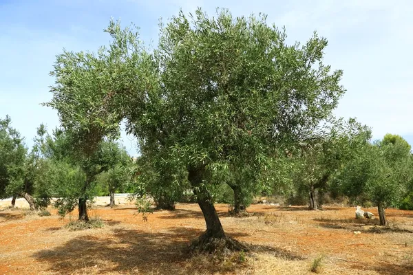 stock image Olive tree on red soil