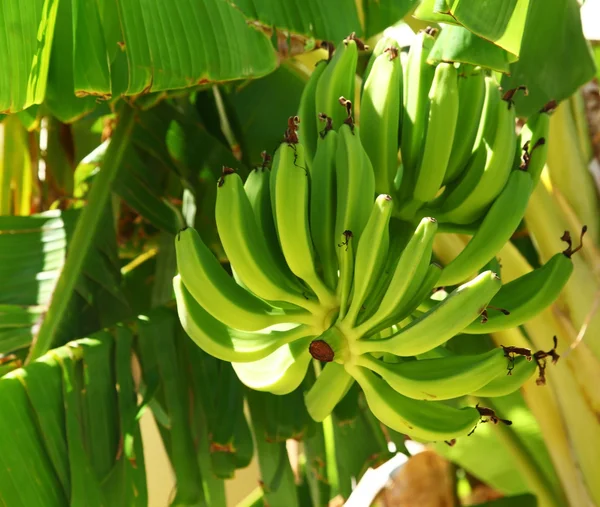 stock image Green bananas on the tree