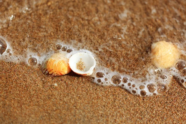Θαλάσσια όστρακα στην παραλία της άμμου — Φωτογραφία Αρχείου