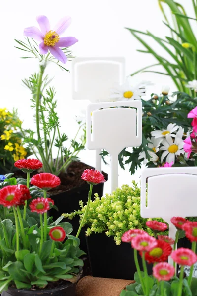 Decoratieve bloemen en groente klaar voor opplant — Stockfoto