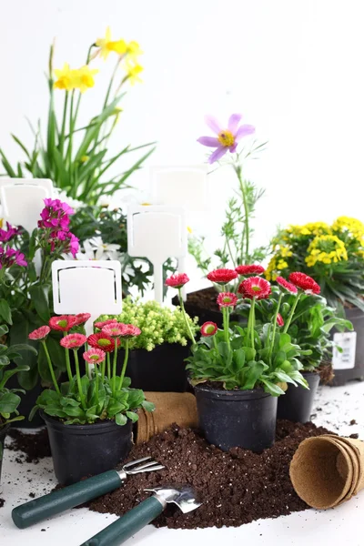Flores decorativas e vegetais prontos para o plantio — Fotografia de Stock
