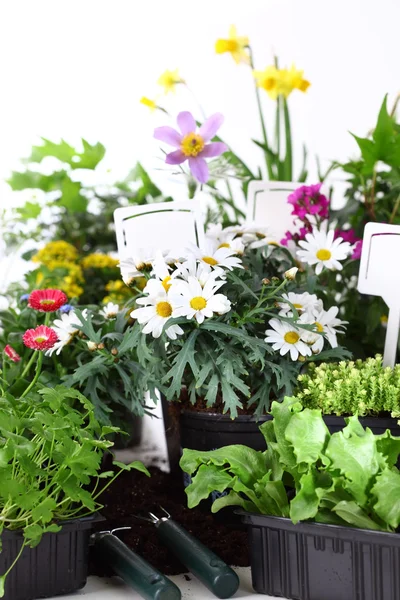 Decorative flowers and vegetable ready for planting — Stock Photo, Image