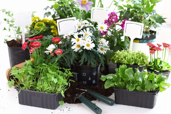 Dekorative Blumen und Gemüse bereit für die Pflanzung — Stockfoto