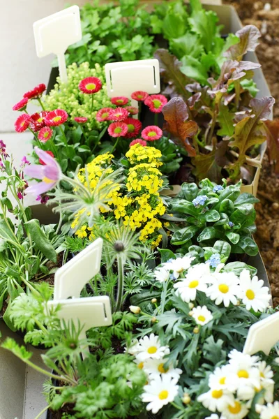 Dekorativa blommor och grönsaker redo för plantering — Stockfoto