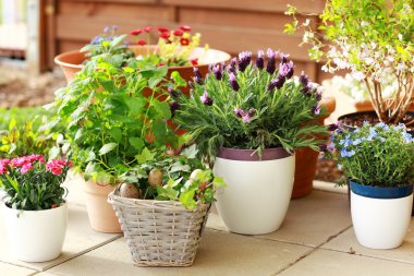 Flower pots clipart