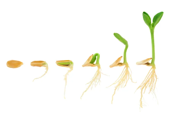 Sequência de planta de abóbora crescendo isolado, conceito de evolução — Fotografia de Stock