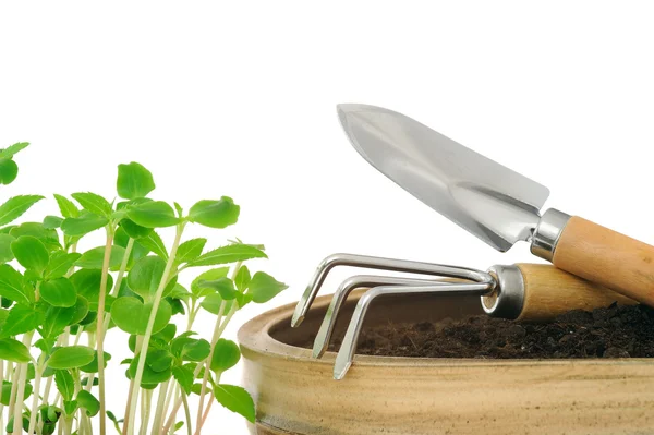 Junge ungeduldige Blumen und Gartengeräte, isoliert auf weiß — Stockfoto