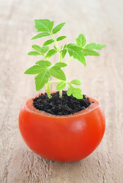 Planta de tomate joven en crecimiento, concepto de evolución —  Fotos de Stock