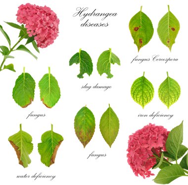Diseases of Hydrangea macrophylla flower isolated on white background clipart