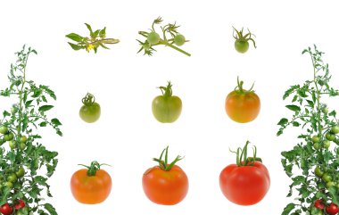 Evolution of red tomato isolated on white background clipart