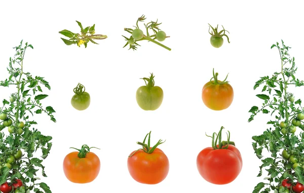 Evoluzione del pomodoro rosso isolato su fondo bianco — Foto Stock
