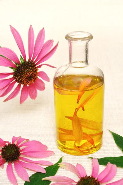 Coneflower essential oil in bottle - stillife — Stock Photo, Image