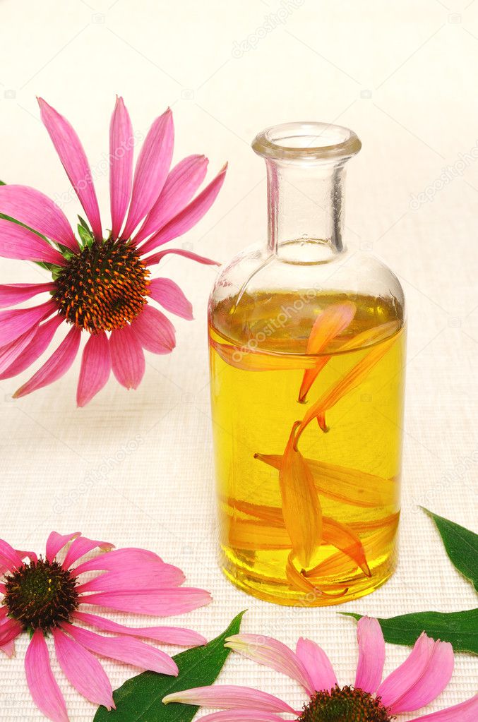Coneflower essential oil in bottle - stillife