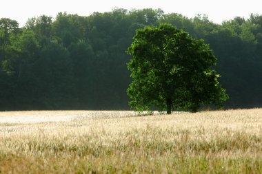 bir alanı ağacında