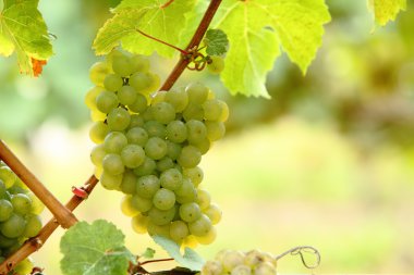 White or green grapes clipart