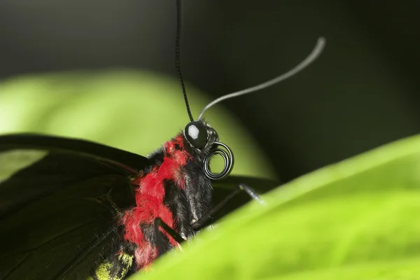 stock image Black butterfly