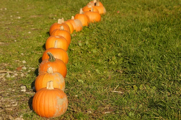 Row of pumpkins — Stock Photo, Image