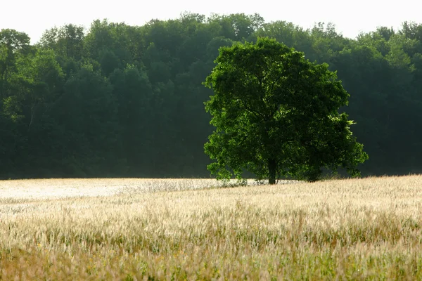 Drzewa w polu — Zdjęcie stockowe