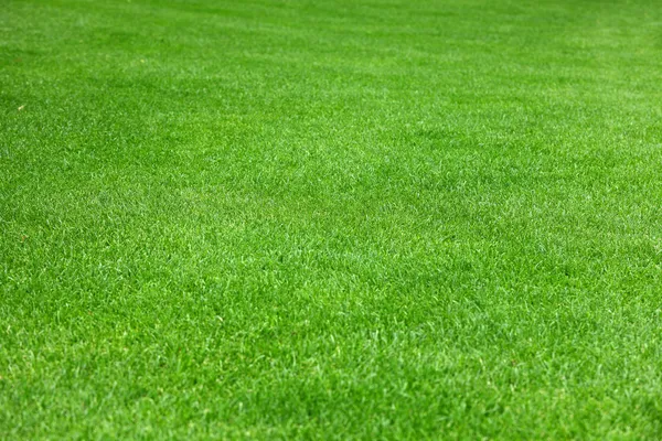 Równomiernie zielona trawa — Zdjęcie stockowe