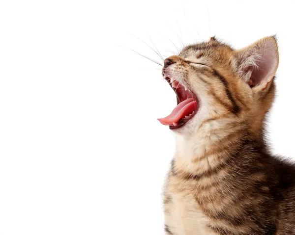 Roaring kitten — Stock Photo, Image