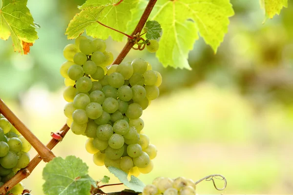 stock image White or green grapes