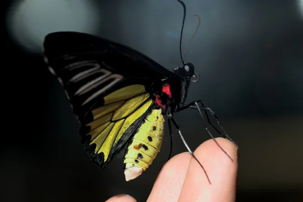 Papillon sur les doigts Image En Vente