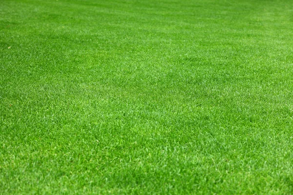 Зелёная трава Стоковое Изображение
