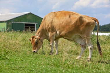 Cow in pasture clipart