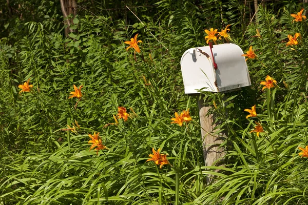 stock image Wild flowers