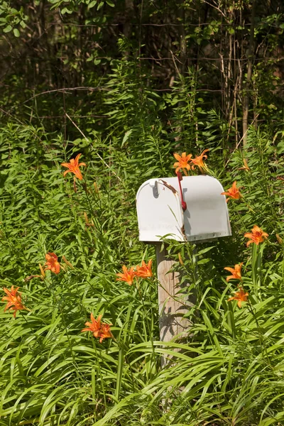 Stock image Wild flowers