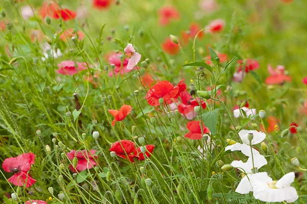 stock image Wild flowers