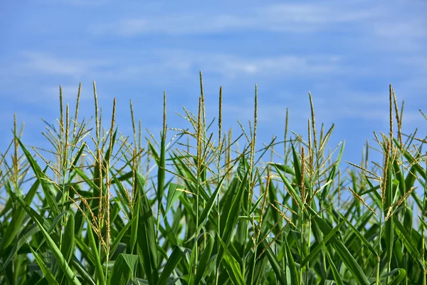 Corn stalks — Stock Photo, Image