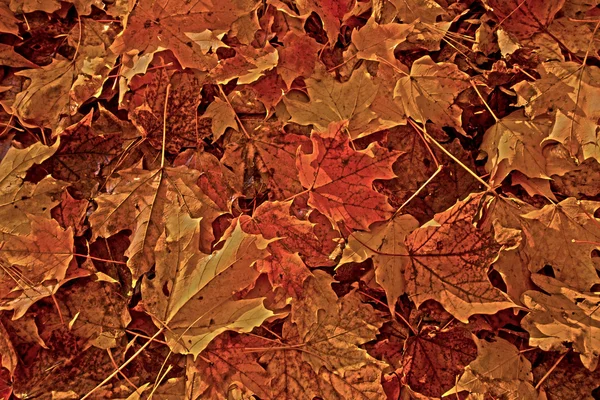 stock image Autumn leaves